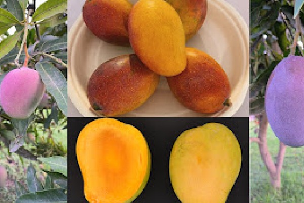 Colourful mangoes on your plate soon, UP-based institute to introduce two varieties