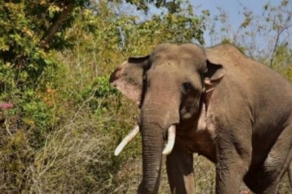 Wild elephant tramples man to death in TN village