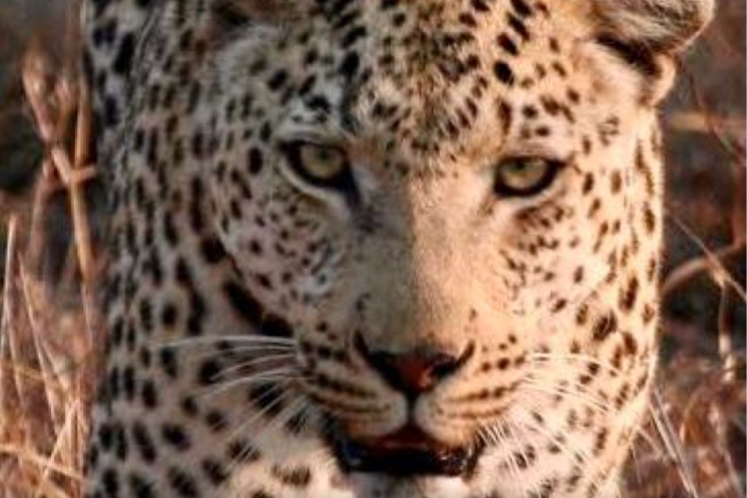 Drones deployed to trace movements of leopard in Andhra Pradesh