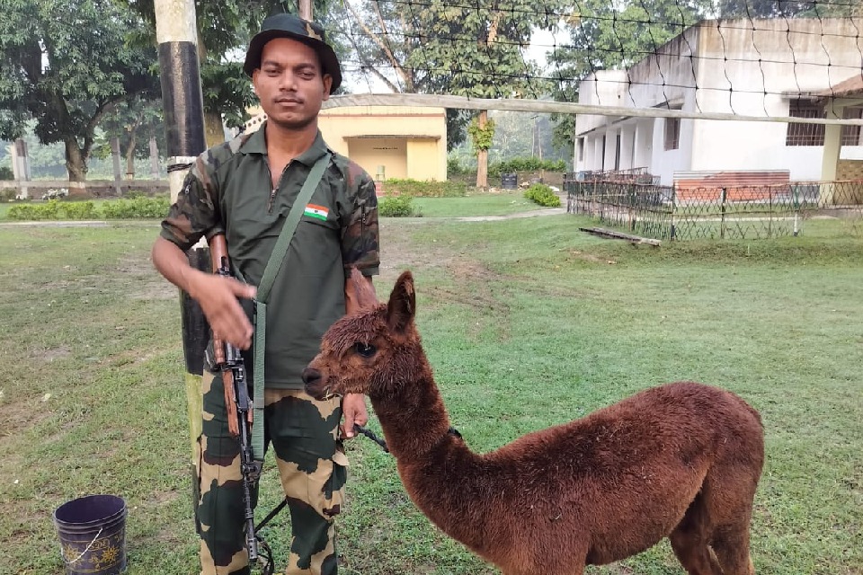 BSF recovers Alpaca along Indo-B’desh border