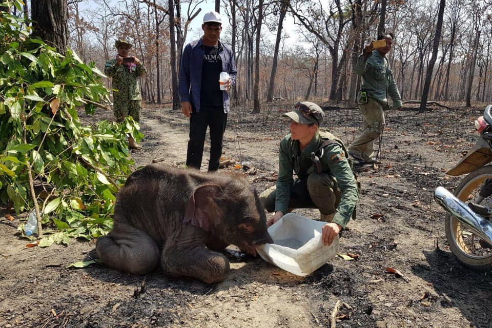 Rare Asian elephant found dead in bomb crater in Cambodia