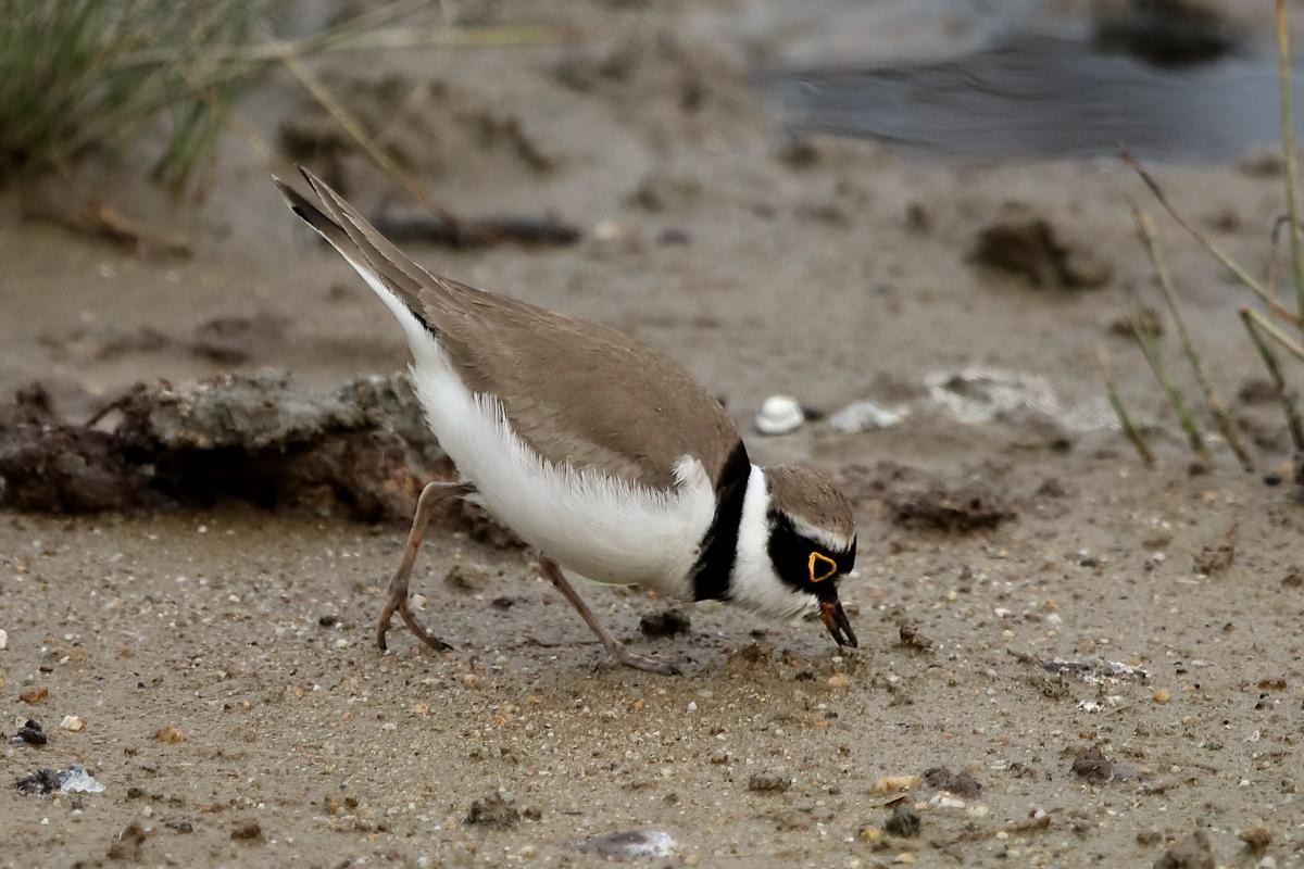 Udaipur nests high bird diversity, not impacted by human-related variables: Researchers