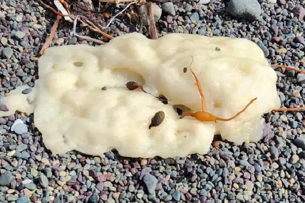 Canada: Mysterious white blobs wash up on beaches