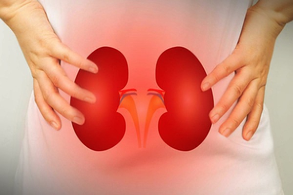 Study explains how PFAS exposure worsens kidney function