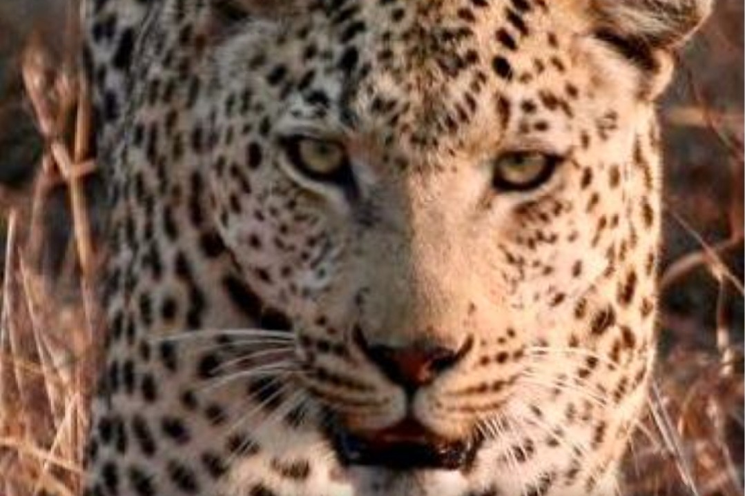 Rajasthan: Suspicious man-eater leopard shot dead