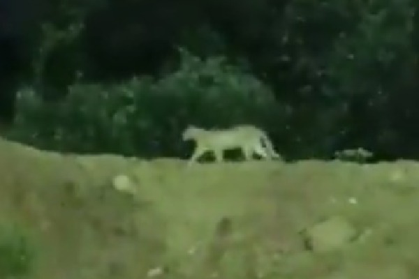 Forest teams continue search for leopard sighted near Hyderabad Metro station