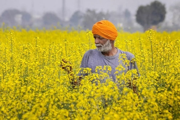 Centre targets food grain production at 341.55 million metric tonnes in FY25