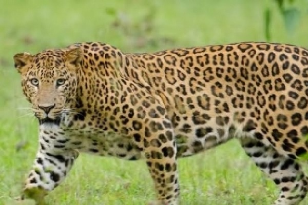 TN forest department intensifies search for killer leopard