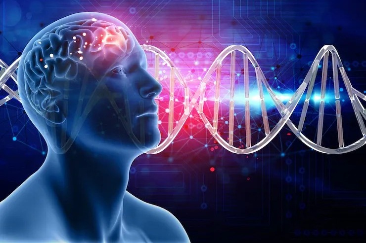 Australian study discovers genetic link between brain volume & disorders