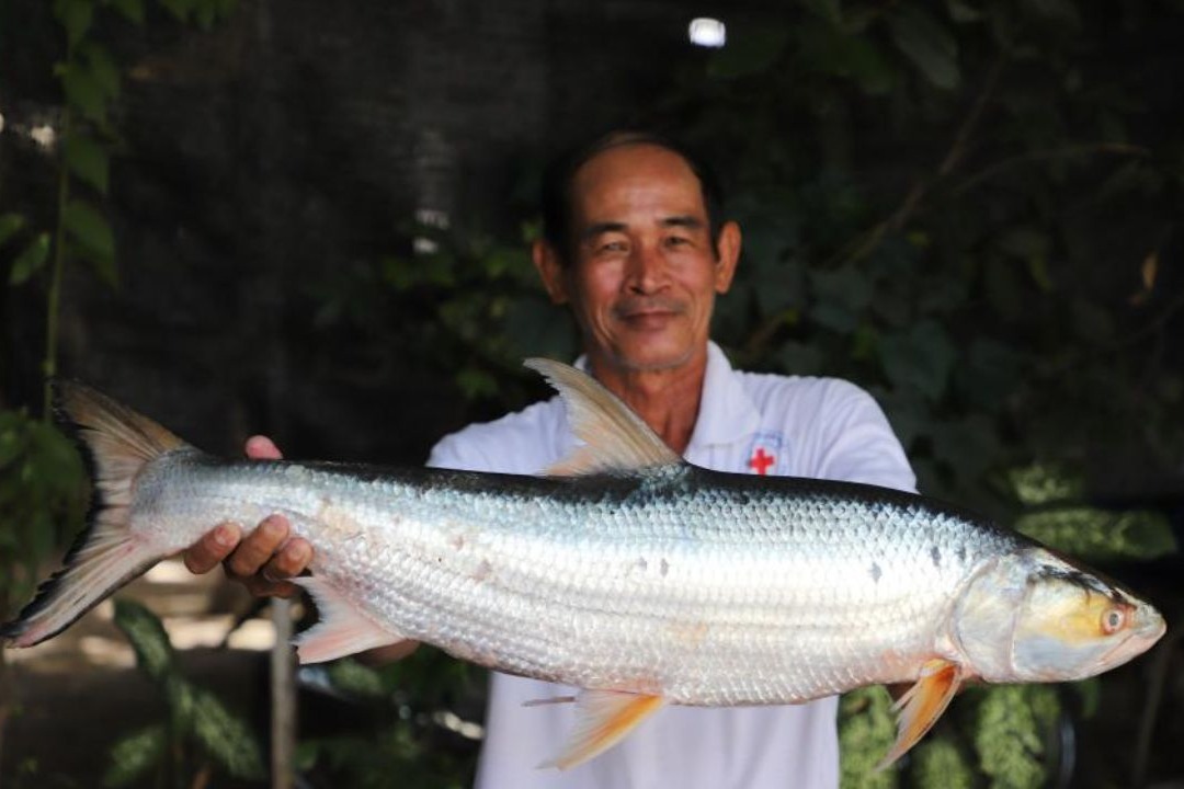 Rare fish rediscovered in Cambodia after disappearance for nearly two decades