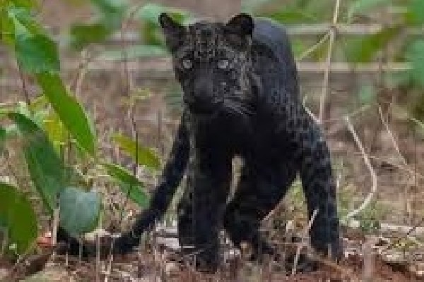 Trap cameras in Darjeeling to track movement of melanistic leopards