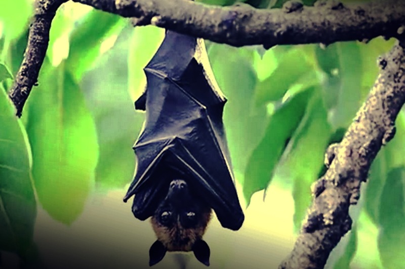 This Tamil Nadu village says no to firecrackers to protect 'Bat Grove'