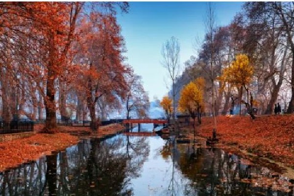 Kashmir's golden yellow autumn starts making way for winter