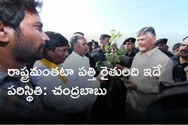 Chandrababu visits a cotton field in Kurnool distrcit