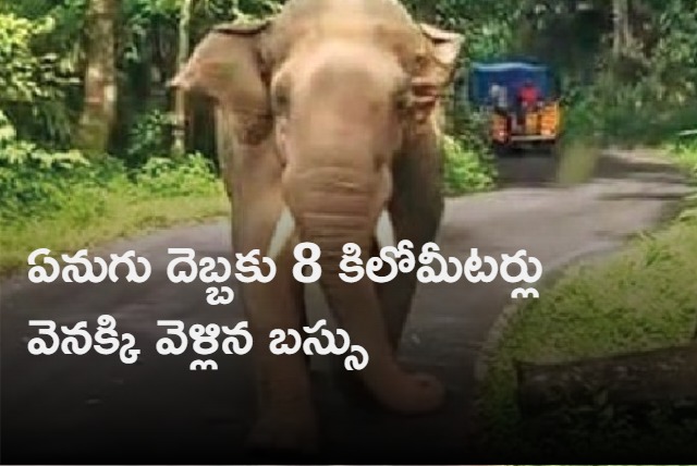 Private bus in Kerala gets chased by wild elephant and driver covers 8 km in reverse 