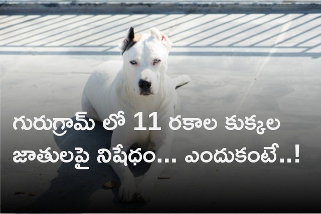Eleven dog breeds bans in Gurugram