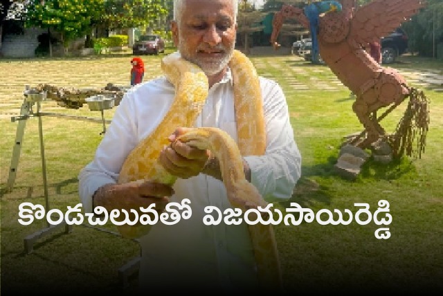 Vijayasai Reddy played with Pythons at Shamshabad farm 