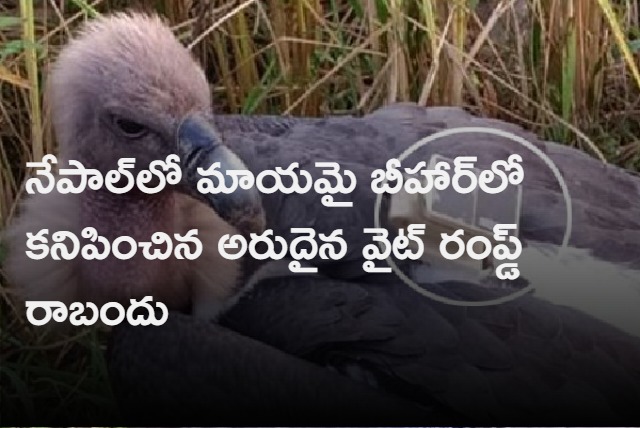 Missing rare white rumped vulture from Nepal found in Bihar