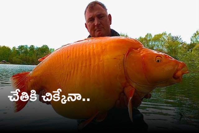 British angler catches massive 30 kg goldfish netizens are stunned