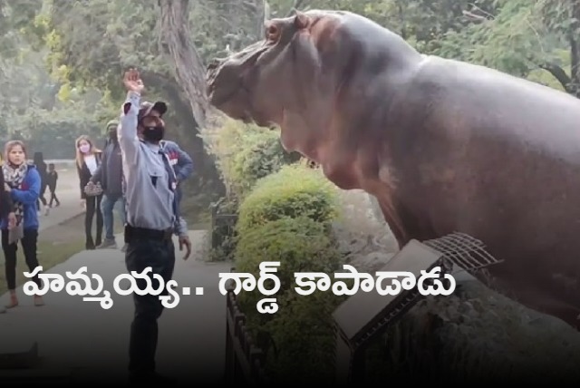 Hippo escapes its enclosure security guard puts it back in the water