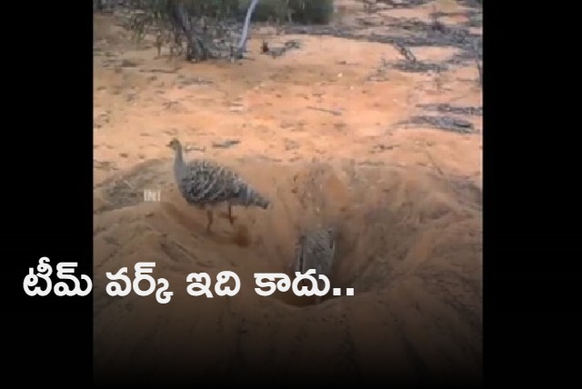 Anand Mahindra shares video of two birds to explain the concept of team work Internet agrees