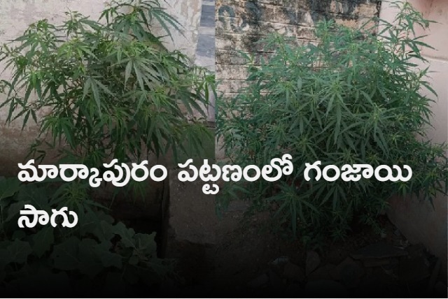 Police Busted ganja cultivation in a home garden at markapur prakasam district