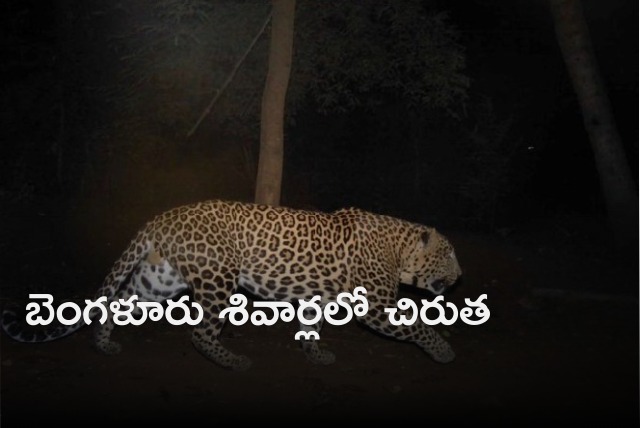 Leopard spotted at Bengaluru suburb 