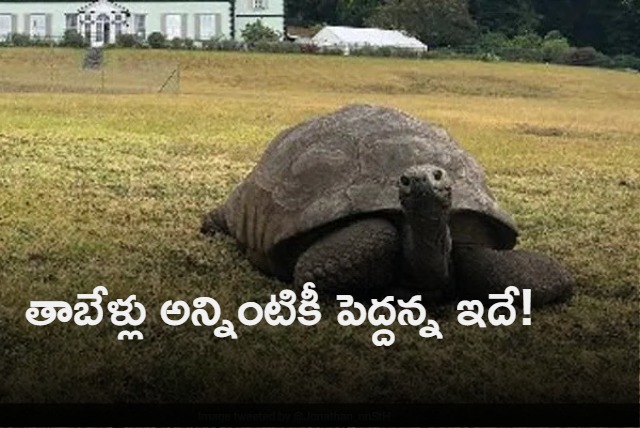 Worlds Oldest Tortoise Jonathan Turns 190