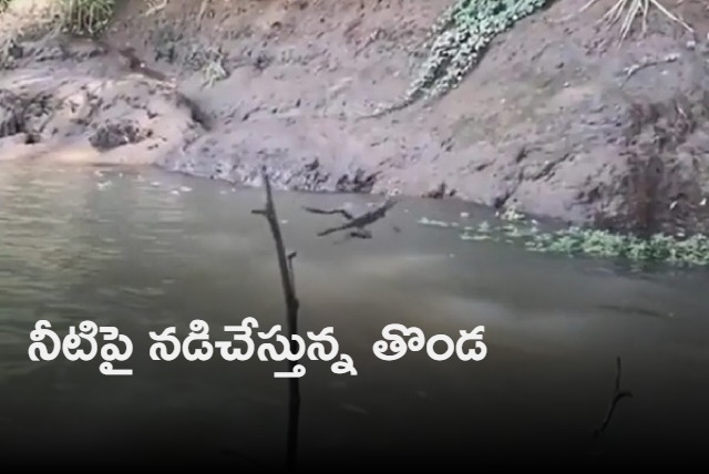 Viral Video Shows Reptile Walking On Water