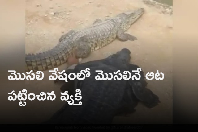 Man Wears Crocodile Costume And Teases Reptile Internet Shocked