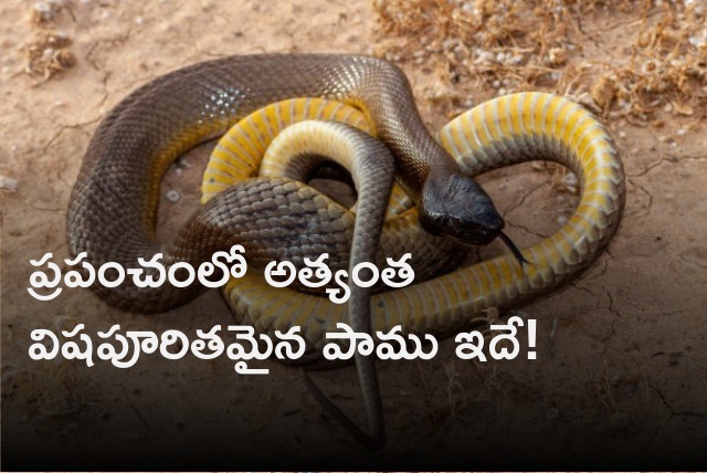 Inland Taipan termed as most venomous snake in the world