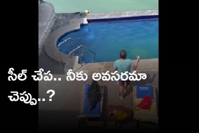 Anand Mahindra shares video of seal taking a dip in the pool What followed next will make you go ROFL