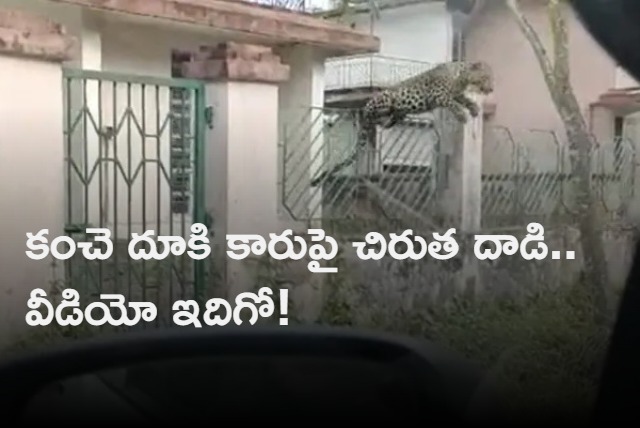 Leopard Leaps Over Fence and Attacks Car