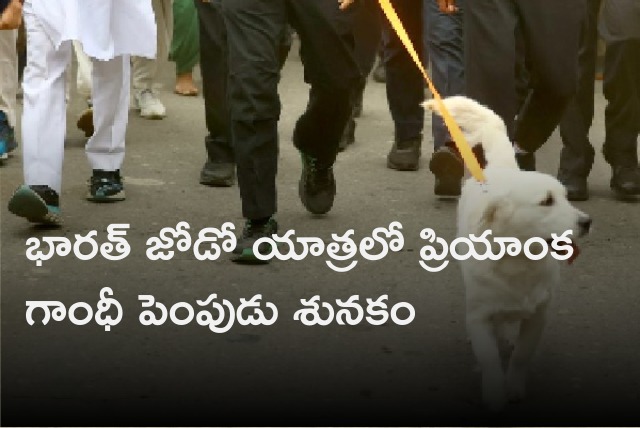 Priynaka Gandhi pet dog walks with Rahul Gandhi Bharat Jodo