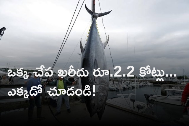 Tuna garners two crores in auction