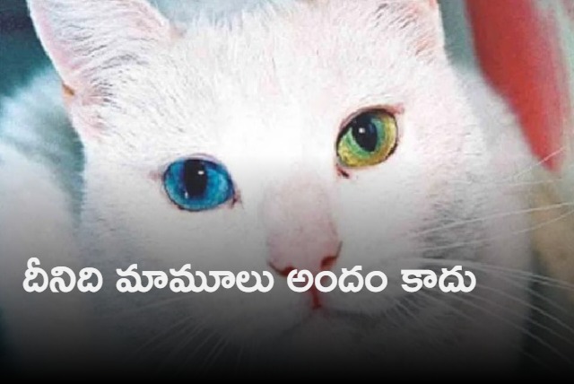 Cat theft in Hyderabad