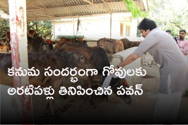 Pawan Kalyan feeds cows on Kanuma festival