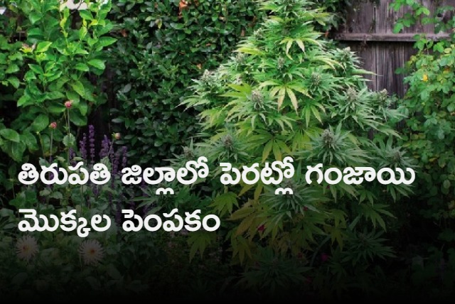 Tirupati District man grows ganja near his house at mannegunta