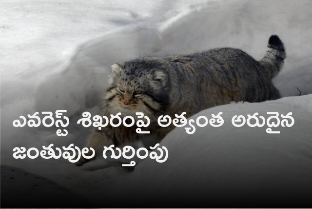 Rare Pallas Cats found at Mount Everest 