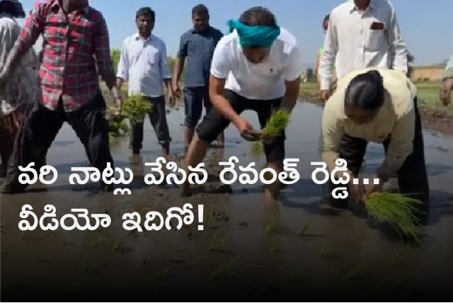 Revanth Reddy plants paddy in fields 