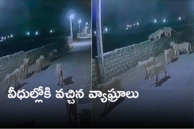 Pride of lions walk down the streets of Gujarat IFS officer shares video Watch