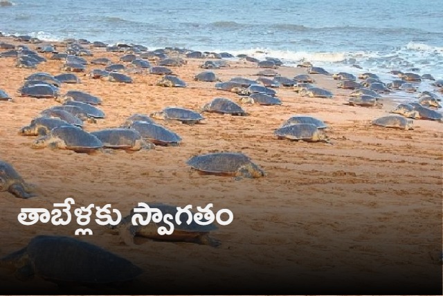 Olive Ridley Turtles On Odisha Beach For Annual Mass Nesting