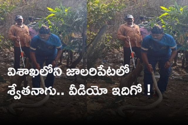 A rare white swethanaagu snake in the jalaripeta visakhapatnam