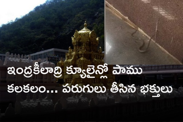 Snake spotted in Vijayawada Kanakadurga Temple que line 