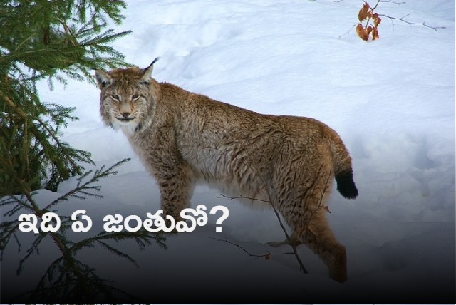 IFS officer shares video of beautiful and rare animal found in Ladakh