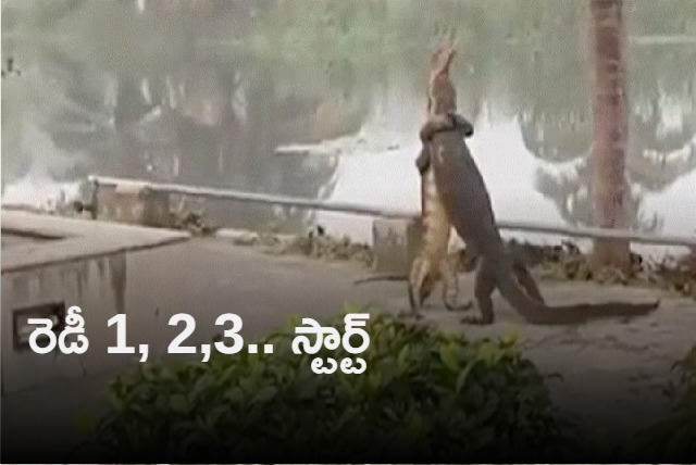 Two reptiles fight with each other while standing up