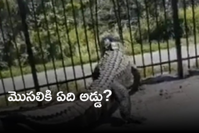 Viral video of alligator bending a fence in Florida shocks the internet 