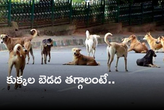 Send stray dogs to Assam for consumption Maharashtra MLAs bizarre advice sparks row