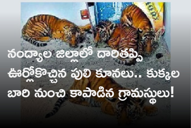 Four Tiger Cubs enters into village in Nandyal District