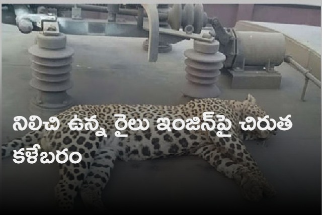 Leopard found dead on goods train in Chandrapur